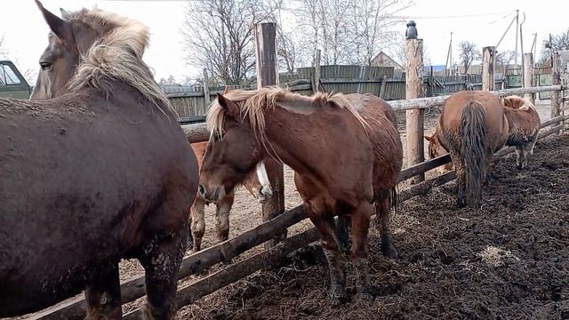 Жеребец Гром