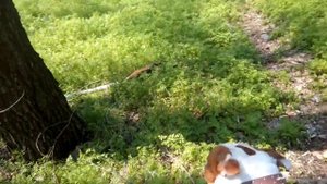 Амбуль Канзас показывает как бегает зайчик