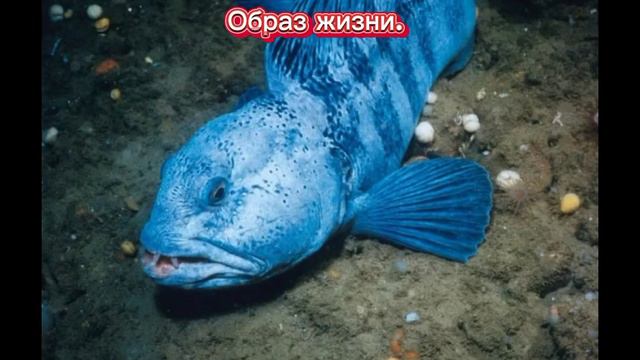 Удивительные факты о рыбе зубатке. Особенности. Образ жизни. где живет. Сколько стоит. смотреть онлайн