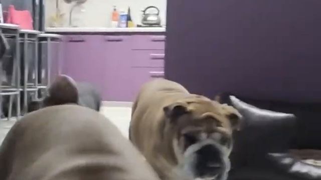 Английский бульдог любит поесть, держите форму бульдогу, не закармливайте! смотреть онлайн