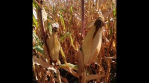 Сентябрь 2023г. Вело прогулка на окрайне города