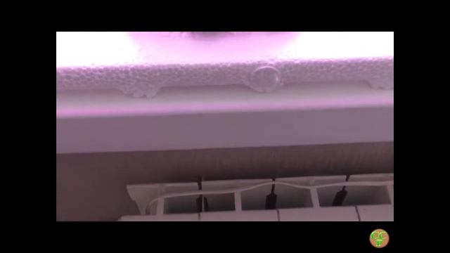 Никаких чудес!!! Все просто! Эустома на 11-й день после посева смотреть онлайн