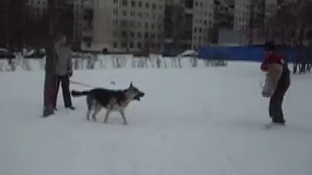 Верный Друг Зевс смотреть онлайн