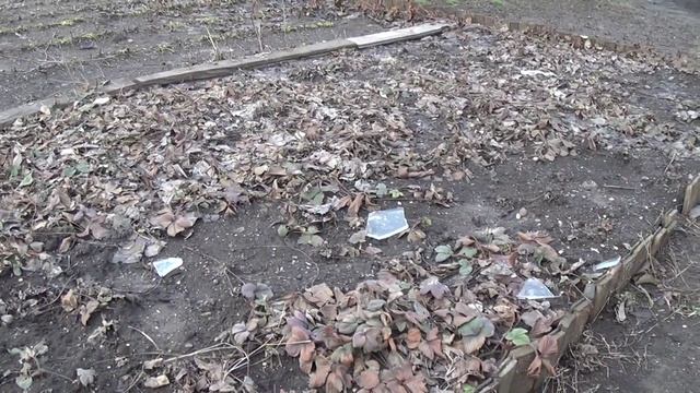 Клубника, нужно пересаживать смотреть онлайн