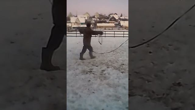 Обучение лошадей смотреть онлайн