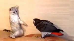 как живет попугай с котом