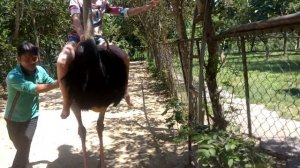 Катание на страусах в парке Янгбей.