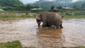 Слоны купаются в реке – в Таиланде тоже жара