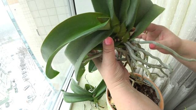 ОРХИДЕЯ. ПЕРЕСАДКА ОРХИДЕИ. РЕАНИМАЦИЯ И ОБНОВЛЕНИЕ ОРХИДЕИ