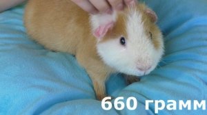 МОЙ НОВЫЙ ПИТОМЕЦ / СПАСЕНИЕ МОРСКОЙ СВИНКИ / ДО СЛЕЗ / ГРУСТНОЕ ВИДЕО / мои Хомки в шоке/ АЛИСА ИЗ