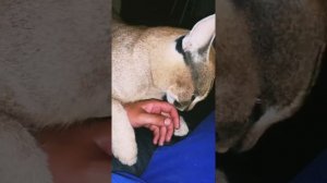 Здоровый и опасный каракал мурчит как трактор