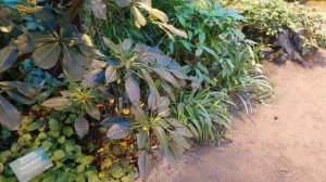 Бальзамин ниамейский (Impatiens niamniamensis), Ботанический сад Орхус, Дания 3 ноября 2023