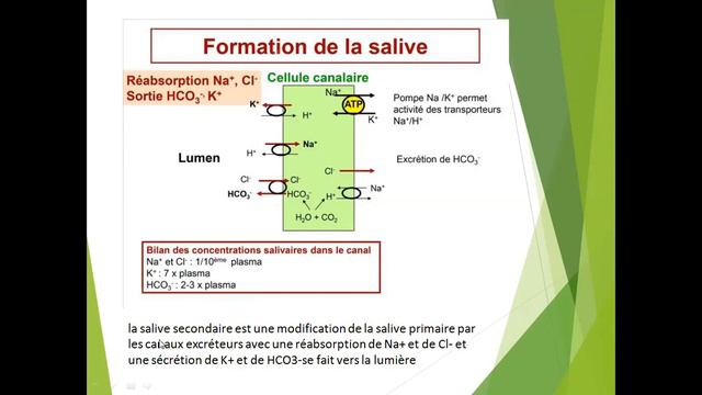 Dr kerbi la physiologie renale + la physiologie digestive 2 смотреть онлайн