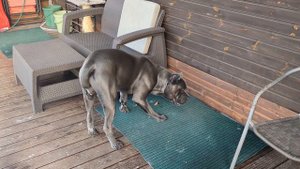 Кане Корсо. Кушаем зимой на улице. Приучаем к зоне еды. Пока безуспешно))) #canecorso #канекорсо