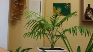 Хамедорея. [Надежда и Мир]