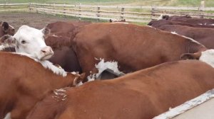Мясная порода КРС казахская белоголовая  The beef breed of cattle is Kazakh white headed