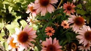 Эхинацеи ,лето 2018.     # мой сад # эхинацеи