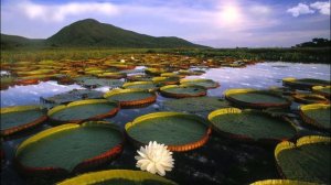 Природа и животный мир/  Природа Амазонки