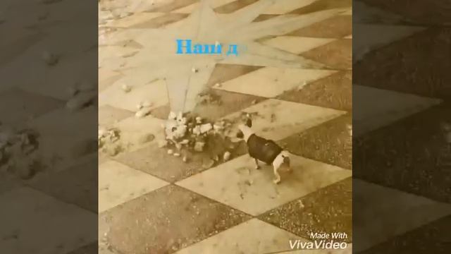 Утро моей собаки:))🐶🐶🐶🐶🐶 смотреть онлайн