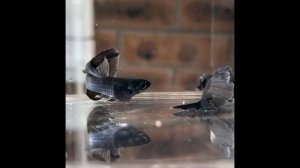 Черные гуппи в Германии и Индонезии, - каких разводят для продажи?