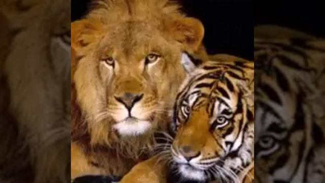 Криминальные ТАДЖИКИ👑👑👑 смотреть онлайн