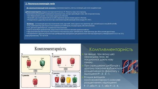 Генотип як система взаємодіючих генів організму. смотреть онлайн