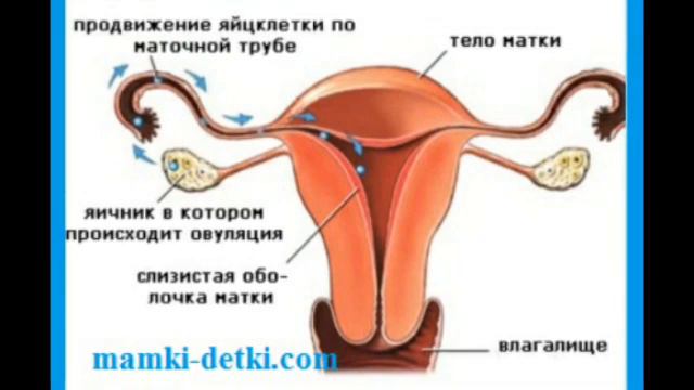 ОВУЛЯЦИЯ НИМА????