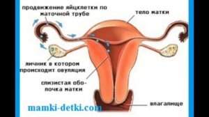 ОВУЛЯЦИЯ НИМА????