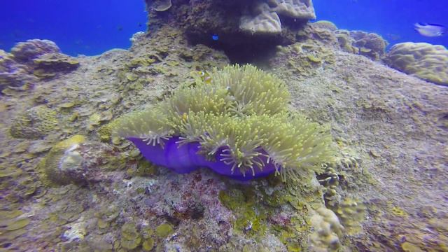 Clown fish and the Anemone in Kecil by Carmen Amrit смотреть онлайн