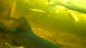 Ведро рыбы за один подъем ЁКЛМН Рыбалка зимой 2019 Караси монстры на паук Рыбалка на паук зимой 201