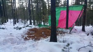 Чистка кедрового ореха