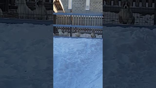 щеночки алабая 16, 6 и 2 месяца #алабай #среднеазиатскаяовчарка #щенок #собака #волкодав смотреть онлайн