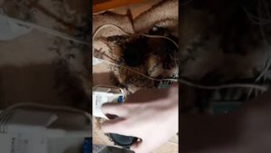 Переговорное устройство полудуплексной (симплексной) связи