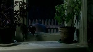 Подсматривающий