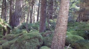 Путешествие по маршруту № 319 "Псебай – Красная Поляна" (2014)