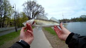 Поимка "ОГРОМНОГО СУДАКА!" на Неве!