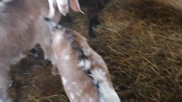 Немного коз. Приучаем малую к козовнику. смотреть онлайн