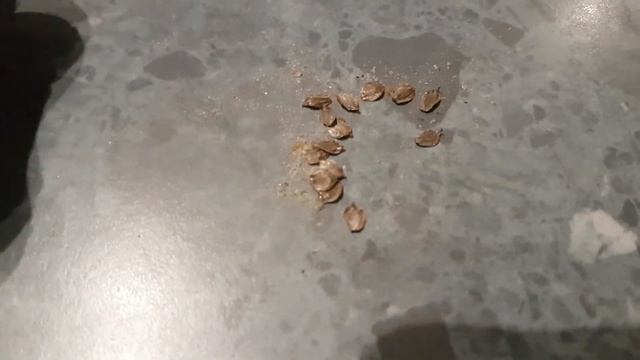 Growing Alder from seed (Alnus) смотреть онлайн