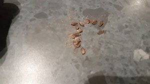 Growing Alder from seed (Alnus)