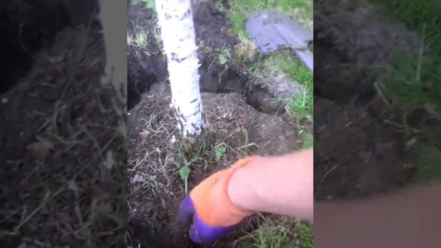 Посадка березы на штамб 1часть