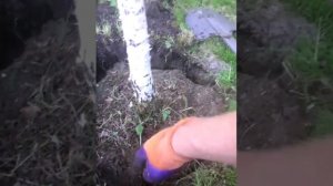 Посадка березы на штамб 1часть