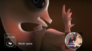 Развитие эмбриона цыпленка в яйце. Инкубация.