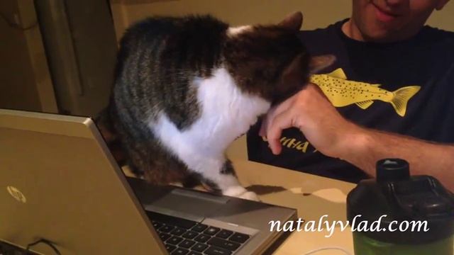 Кот торчун, Коту нравится хлорка, Кот нюхает руки, Смешной кот смотреть онлайн