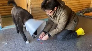 Дружку делаем очень больнючие уколы в меховые булочки… Он плачет от них, как ребенок!