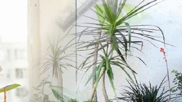 Возобновляем подкормки! Когда, как и чем подкармливать комнатные растения.