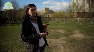 Моя Собака работает с кликером. Кликер дрессировка, щенок Самоед.