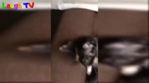 Средний палец для вашей собаки никогда не делай этого !!