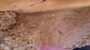 Утеплил потолок глиной и опилками 2 года назад. Смотрю что стало с потолком!
