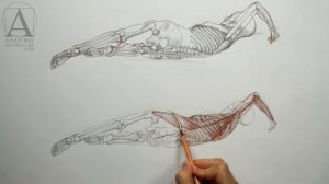 Female Body Anatomy - Anatomy Lesson for Artists