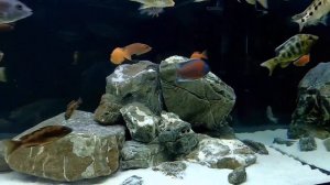 Цихлиды Малави | Malawi cichlids